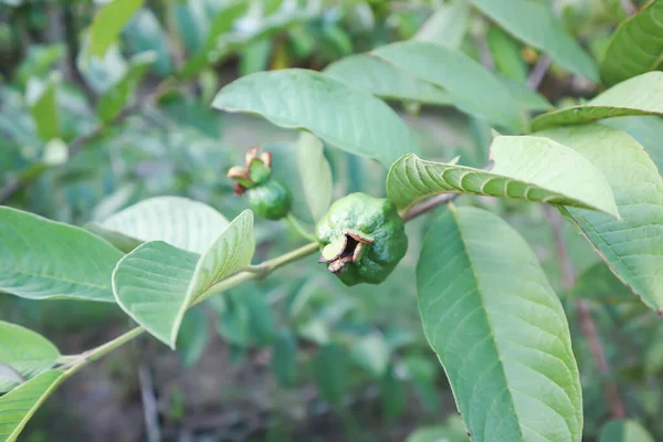 Guava Tree Myrtaceae Psidium Guajava Linn Plant — Stock Photo, Image