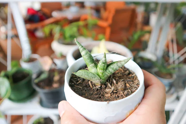 Sansevieria Boncellensis Sansevieria Cylindrica Atau Cylindrical Snake Plant Atau Spear — Stok Foto