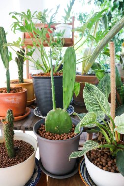Opuntia cochenillifera, Opuntia veya kaktüs ve Philodendron veya Philodendron Birkin bitkisi