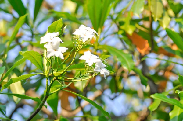 Cerbera Odollam Gaertn或Apocynical Aceae 花朵和天空背景 — 图库照片