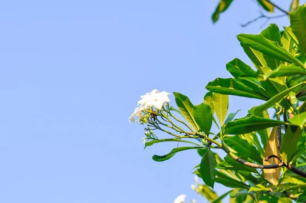 Cerbera Odollam Gaertn Apocynaceae Fondo Flores Cielo — Foto de Stock