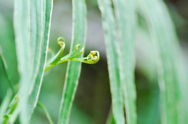 Pteris vittata veya Pteris vittata L veya eğreltiotu, eğrelti otları bahçede