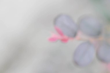 Çin püsküllü çiçekleri veya arka planda Loropetalum chinense veya Loropetalum chinense