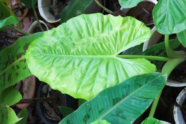 Alocasia Alocasia Macrorrhizos Φυτό Alocasia Και Ματωμένη Μπανάνα Φυτό Musa — Φωτογραφία Αρχείου