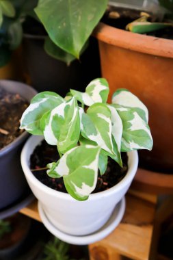 Epipremnum aureum, Linden ve Andre bitki