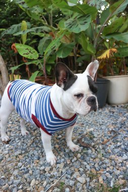 Fransız bulldog, habersiz Fransız bulldog bahçede.