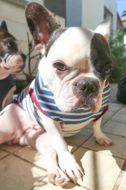 Fransız bulldog, habersiz Fransız bulldog bahçede.