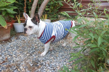 Fransız bulldog, habersiz Fransız bulldog bahçede.