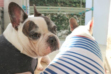 Fransız bulldog, habersiz Fransız bulldog bahçede.