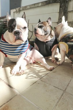 Fransız bulldog, habersiz Fransız bulldog bahçede.