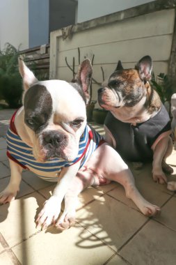 Fransız bulldog, habersiz Fransız bulldog bahçede.