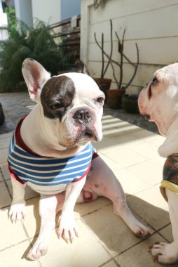 Fransız bulldog, habersiz Fransız bulldog bahçede.