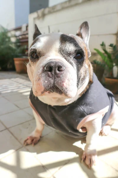 Fransız bulldog, habersiz Fransız bulldog bahçede.
