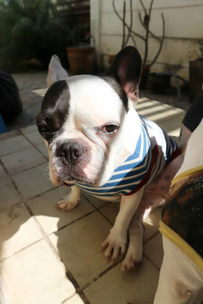 French Bulldog Unaware French Bulldog Garden — Stock Photo, Image