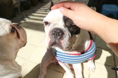 Bir köpeği ellemek, uykulu Fransız bulldog 'u ya da Fransız bulldog' u ya da tişörtlü köpeği ellemek.