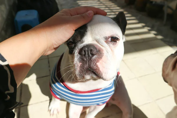 Betast Een Hond Slaperige Franse Bulldog Franse Bulldog Hond Shirt — Stockfoto