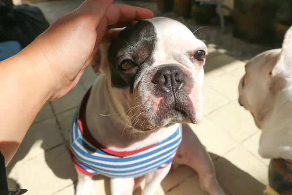 Bir Köpeği Ellemek Uykulu Fransız Bulldog Fransız Bulldog Tişörtlü Köpeği — Stok fotoğraf