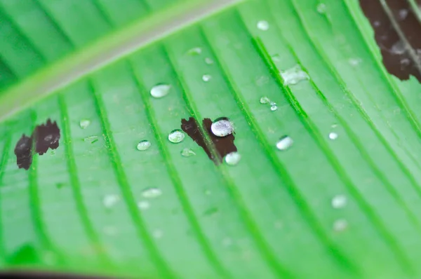 Bananenpflanze Blutbanane Oder Musa Acuminata Oder Musa Balbisiana Blatt — Stockfoto