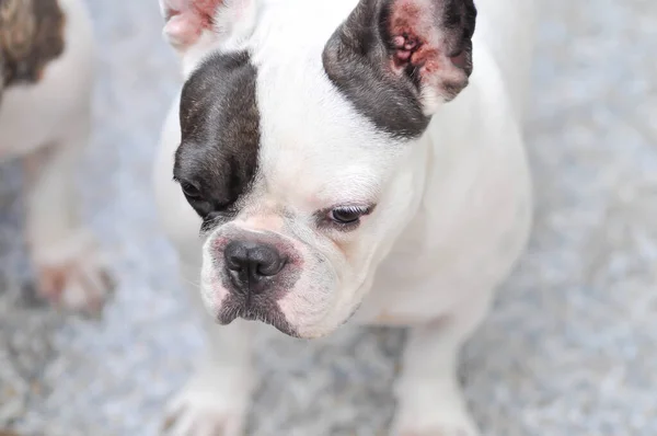 Hond Franse Bulldog Franse Bulldog Hond Vloer — Stockfoto