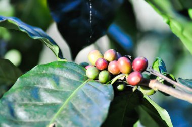 Kahve çekirdeği ya da kahve, kahve çekirdeği.