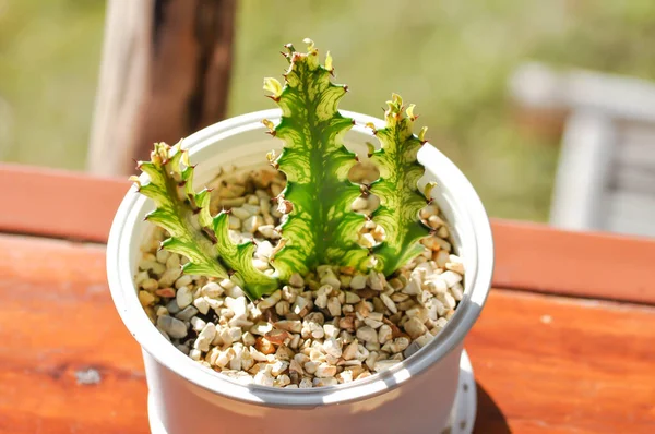 Euphorbia Lub Euphorbia Mayurnathanii Variegated Euphorbia Lactea Plant — Zdjęcie stockowe