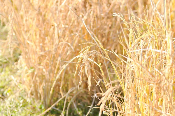 Reisfeld Oder Reisfeld Feld Hintergrund — Stockfoto