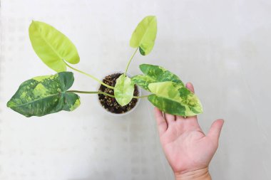 Philodendron Burle Marx Varyasyonlu, Philodendron veya ARACEAE bitkisi