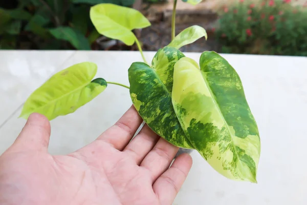 Philodendron Burle Marx Variegated Philodendron Araceae Plant — 图库照片