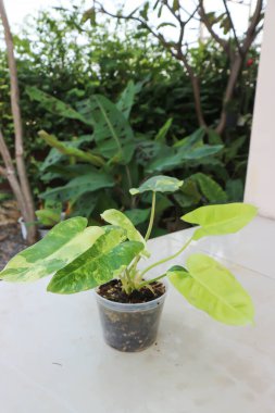 Philodendron Burle Marx Varyasyonlu, Philodendron veya ARACEAE bitkisi
