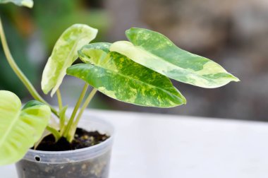 Philodendron Burle Marx Varyasyonlu, Philodendron veya ARACEAE bitkisi