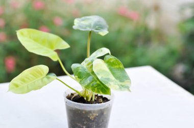 Philodendron Burle Marx Varyasyonlu, Philodendron veya ARACEAE bitkisi