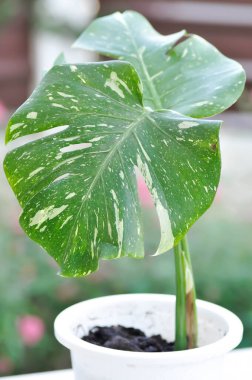 Monstera, Herricane plant or Swiss cheese plant or Monstera thai constellation or Thai monstera