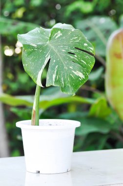 Monstera, Herricane plant or Swiss cheese plant or Monstera thai constellation or Thai monstera