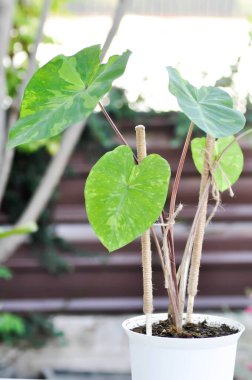 Colocasia esculenta, Lemon Lime Gecko veya Colocasia Bitkisi
