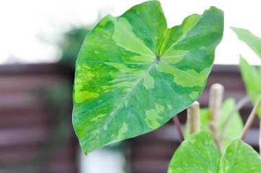 Colocasia esculenta, Lemon Lime Gecko veya Colocasia Bitkisi