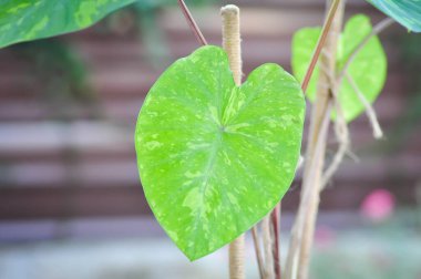 Colocasia esculenta, Lemon Lime Gecko veya Colocasia Bitkisi