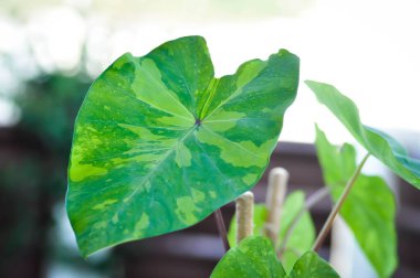 Colocasia esculenta, Lemon Lime Gecko veya Colocasia Bitkisi
