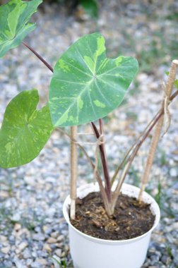 Colocasia esculenta, Lemon Lime Gecko veya Colocasia Bitkisi