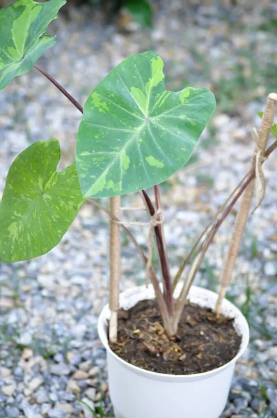 Colocasia esculenta, Lemon Lime Gecko veya Colocasia Bitkisi