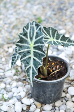Alocasia, Alocasia Sanderiana Bull plant