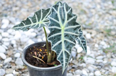 Alocasia, Alocasia Sanderiana Bull plant