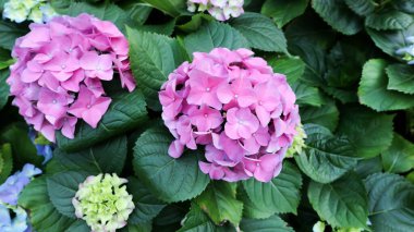 hydrangea flowers , Hydrangea or macrophylla or Hydrangeaceae plant