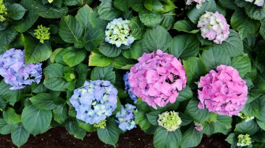 hydrangea flowers , Hydrangea or macrophylla or Hydrangeaceae plant