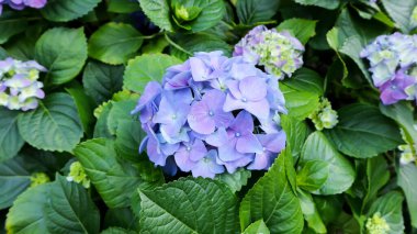 hydrangea flowers , Hydrangea or macrophylla or Hydrangeaceae plant