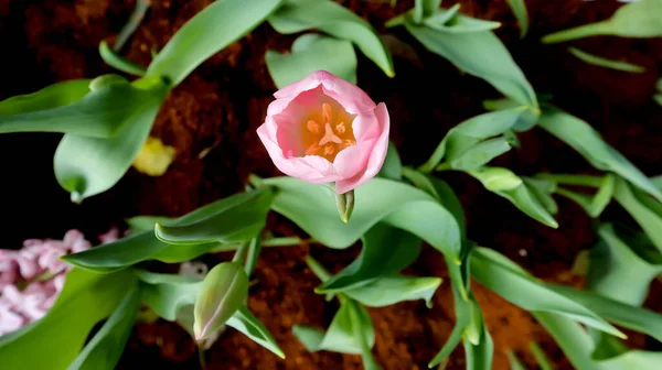 Tulipa Lilioideae Magnoliophyta Liliaceae Plantae Plant — Stock Photo, Image