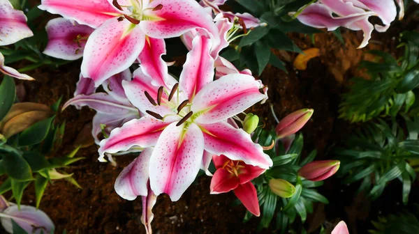 ユリまたはピンクと白のユリの植物またはピンクのユリ — ストック写真