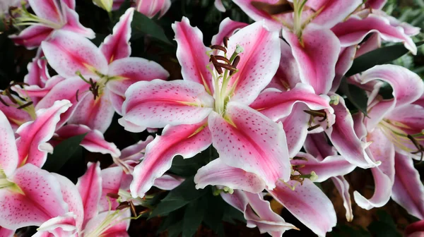 Lilie Lilie Oder Rosa Und Weiße Lilienpflanze Oder Rosa Lilie — Stockfoto