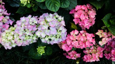 hydrangea flowers , Hydrangea or macrophylla or Hydrangeaceae plant