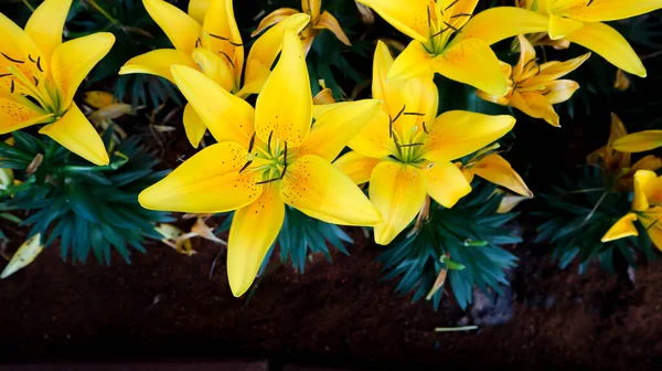 花の鍋にユリ ユリまたは黄色のユリの植物または黄色のユリ — ストック写真