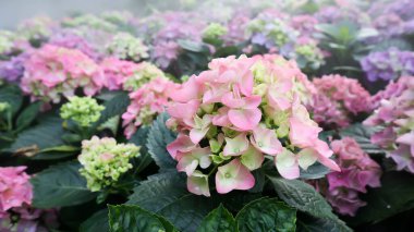 hydrangea flowers , Hydrangea or macrophylla or Hydrangeaceae plant